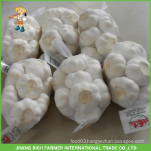 High quality 5.0cm fresh super white garlic packed in 500g mesh bag